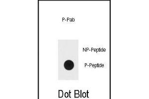 Dot blot analysis of Bi-phospho-ERK1/2-/ Antibody (ABIN389990 and ABIN2839771) on nitrocellulose membrane. (ERK1/2 antibody  (pThr202, pTyr204))