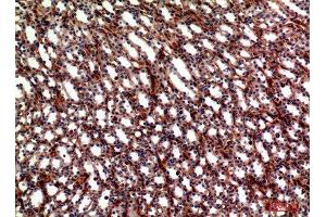 Immunohistochemistry (IHC) analysis of paraffin-embedded Mouse Kidney, antibody was diluted at 1:100. (ITGA5 antibody  (Internal Region))