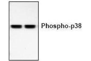 Image no. 1 for anti-Mitogen-Activated Protein Kinase 14 (MAPK14) (pThr180), (pTyr182) antibody (ABIN127118) (MAPK14 antibody  (pThr180, pTyr182))