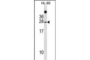 TAF11 Antibody (N-term) (ABIN1881867 and ABIN2838911) western blot analysis in HL-60 cell line lysates (35 μg/lane).