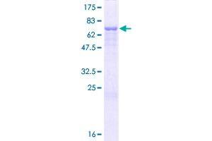 HSPA13 Protein (AA 1-471) (GST tag)