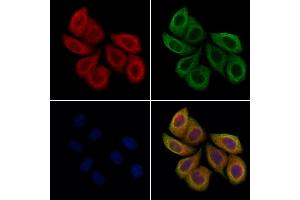 ABIN7094604 and ABIN7098654 staining Hela cells by IF/ICC. (PLVAP antibody  (C-Term))