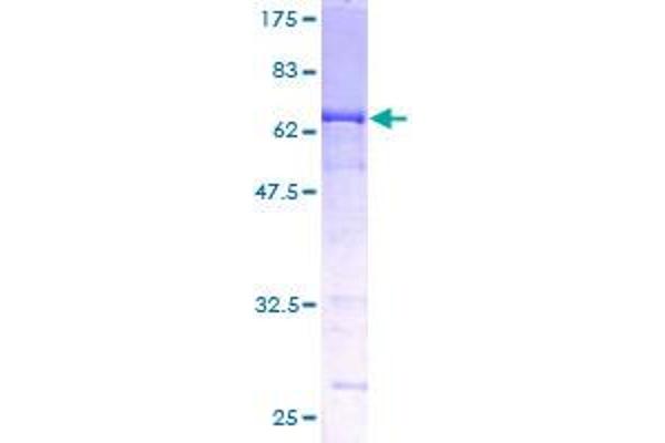 Neuroserpin Protein (AA 17-410) (GST tag)
