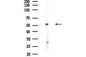 anti-AarF Domain Containing Kinase 1 (ADCK1) (Internal Region) antibody