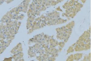 ABIN6276893 at 1/100 staining Human pancreas tissue by IHC-P. (Syndecan 2 antibody  (C-Term))