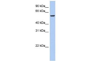 FBXO33 antibody used at 1 ug/ml to detect target protein. (FBXO33 antibody  (Middle Region))