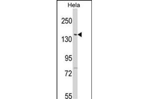 Western blot analysis of LTK2 N-term (ABIN391208 and ABIN2841288) in Hela cell line lysates (35 μg/lane). (LMTK2 antibody  (N-Term))