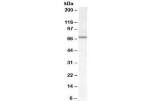 Western blot testing of mouse NIH3T3 cell lysate with DACH2 antibody at 0. (DACH2 antibody)