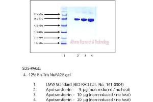 Gel Scan of Apotransferrin, Human Plasma  This information is representative of the product ART prepares, but is not lot specific. (Apotransferrin Protein)