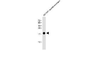 PACAP antibody