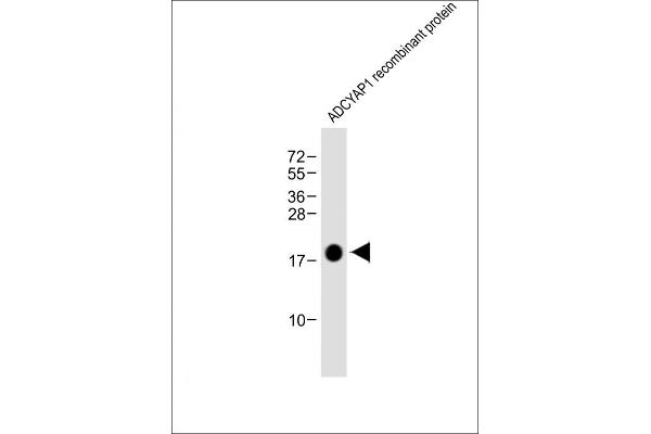 PACAP antibody