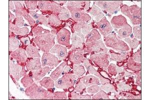 Image no. 3 for anti-Glutamic-Oxaloacetic Transaminase 1, Soluble (Aspartate Aminotransferase 1) (GOT1) (Internal Region) antibody (ABIN372773) (GOT1 antibody  (Internal Region))
