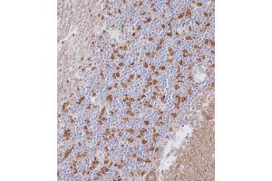 Immunohistochemical analysis of A on paraffin-embedded Human cerebellum tissue. (PAK7 antibody  (AA 168-198))