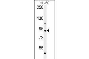 Western blot analysis in HL-60 cell line lysates (35ug/lane). (KIAA1586 antibody  (N-Term))