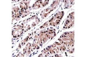 RUNX3 antibody immunohistochemistry analysis in formalin fixed and paraffin embedded human stomach tissue. (RUNX3 antibody  (AA 168-197))