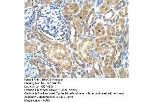 Human kidney (C19orf28 antibody  (Middle Region))