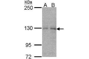 WB Image Sample (30 ug of whole cell lysate) A: A549 7. (NUB1 antibody  (C-Term))