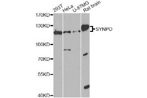 Western blot analysis of extracts of various cell lines, using SYNPO antibody. (SYNPO antibody)