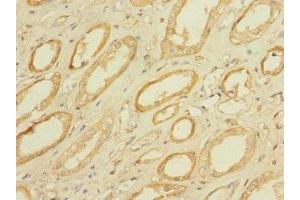 Immunohistochemistry of paraffin-embedded human kidney tissue using ABIN7159336 at dilution of 1:100 (PAQR5 antibody  (AA 1-51))