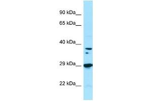 WB Suggested Anti-PPP1CB Antibody Titration: 1. (PPP1CB antibody  (C-Term))