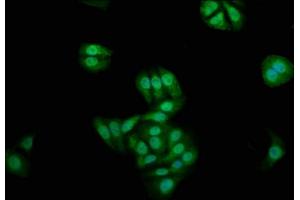 Immunofluorescence staining of HepG2 cells with ABIN7165845 at 1:200, counter-stained with DAPI. (NKD1 antibody  (AA 269-384))