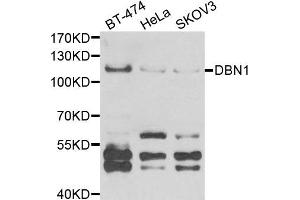 Western blot analysis of extracts of various cell lines, using DBN1 antibody (DBN1 antibody)