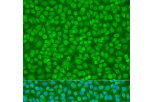 Immunofluorescence analysis of U2OS cells using PTPN11 Polyclonal Antibody at dilution of 1:100. (PTPN11 antibody)