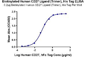 Immobilized Biotinylated Human CD27 Ligand (Trimer), His Tag at 2 μg/mL (100 μL/Well) on the plate. (CD70 Protein (Trimer) (His tag,Biotin))
