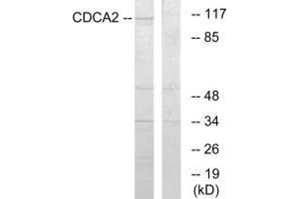 CDCA2 antibody  (C-Term)