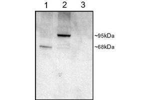 ABIN185530 staining (1µg/ml) of COS cell lysates (25µg protein): transfected with Human PDE4D1 (1), transfected with Human PDE4D3 (2), untransfected (3). (PDE4D antibody  (C-Term))