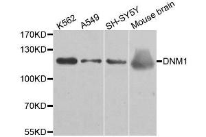 Western blot analysis of extracts of various cell lines, using DNM1 antibody. (Dynamin 1 antibody)