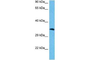 Host:  Mouse  Target Name:  MAFA  Sample Tissue:  Mouse Testis  Antibody Dilution:  1ug/ml (MAFA antibody  (N-Term))