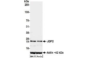 Western Blotting (WB) image for anti-Jun Dimerization Protein 2 (JDP2) (AA 50-100) antibody (ABIN7795636) (Recombinant JDP2 antibody  (AA 50-100))