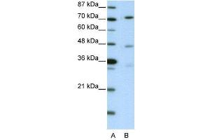 WB Suggested Anti-ATG4B AntibodyTitration: 2. (ATG4B antibody  (C-Term))