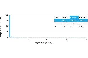 Protein Array (PAr) image for anti-Microtubule-Associated Protein 2 (MAP2) antibody (ABIN7456240) (MAP2 antibody)