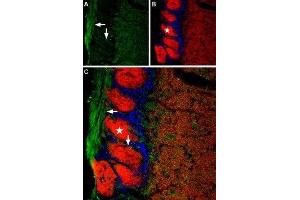 Expression of Anoctamin-2 in mouse olfactory bulb - Immunohistochemical staining of mouse olfactory bulb using Anti-TMEM16B (ANO2) (extracellular) Antibody (ABIN7042928, ABIN7044133 and ABIN7044134), (1:200). (Anoctamin 2 antibody  (3rd Extracellular Loop))