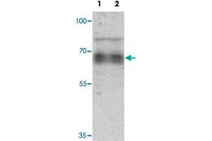 Western blot analysis of human heart tissue lysate with GZF1 polyclonal antibody  at 1 ug/mL. (ZNF336 antibody  (C-Term))