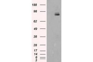 Image no. 2 for anti-Protein tyrosine Phosphatase, Receptor Type, E (PTPRE) antibody (ABIN1500510) (PTPRE antibody)