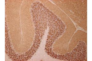Immunostaining of paraffin embedded sections from mouse cerebellum (dilution 1 : 2000).