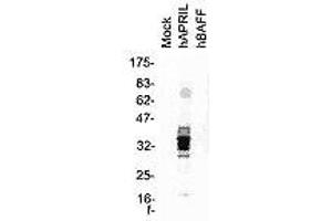 Image no. 2 for anti-Tumor Necrosis Factor (Ligand) Superfamily, Member 13 (TNFSF13) antibody (ABIN187284) (TNFSF13 antibody)