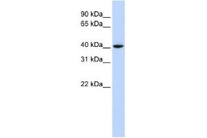 WB Suggested Anti-CCND1 Antibody Titration:  0.