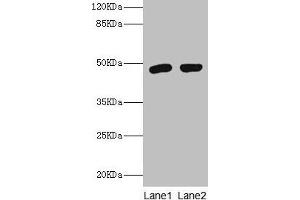Western blot All lanes: Fcmr antibody at 2 μg/mL Lane 1: Rat spleen tissue Lane 2: Rat kidney tissue Secondary Goat polyclonal to rabbit IgG at 1/10000 dilution Predicted band size: 48 kDa Observed band size: 48 kDa (FAIM3 antibody  (AA 18-262))