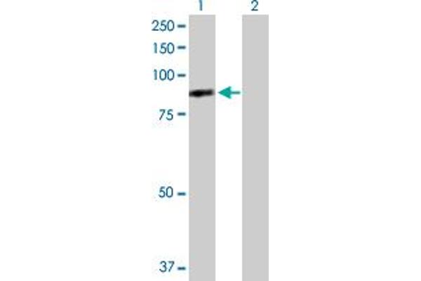 DNAI1 anticorps  (AA 1-699)