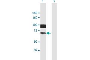 Western Blot analysis of HIRIP3 expression in transfected 293T cell line by HIRIP3 MaxPab polyclonal antibody. (HIRIP3 antibody  (AA 1-556))