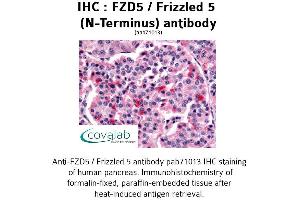 Image no. 1 for anti-Frizzled Family Receptor 5 (FZD5) (Extracellular Domain), (N-Term) antibody (ABIN1734505) (FZD5 antibody  (Extracellular Domain, N-Term))