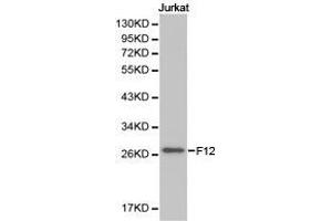 Western Blotting (WB) image for anti-Coagulation Factor XII (F12) antibody (ABIN1872625) (F12 antibody)