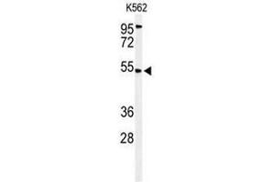 Western blot analysis of CBAA1 Antibody (N-term) in K562 cell line lysates (35µg/lane). (MICU1 antibody  (N-Term))