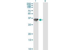 Western Blot analysis of HADH expression in transfected 293T cell line by HADHSC monoclonal antibody (M01), clone 4B5.