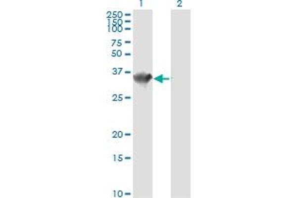 HADH anticorps  (AA 205-314)