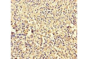 Immunohistochemistry of paraffin-embedded human spleen tissue using ABIN7142808 at dilution of 1:100 (RPL35A antibody  (AA 1-110))